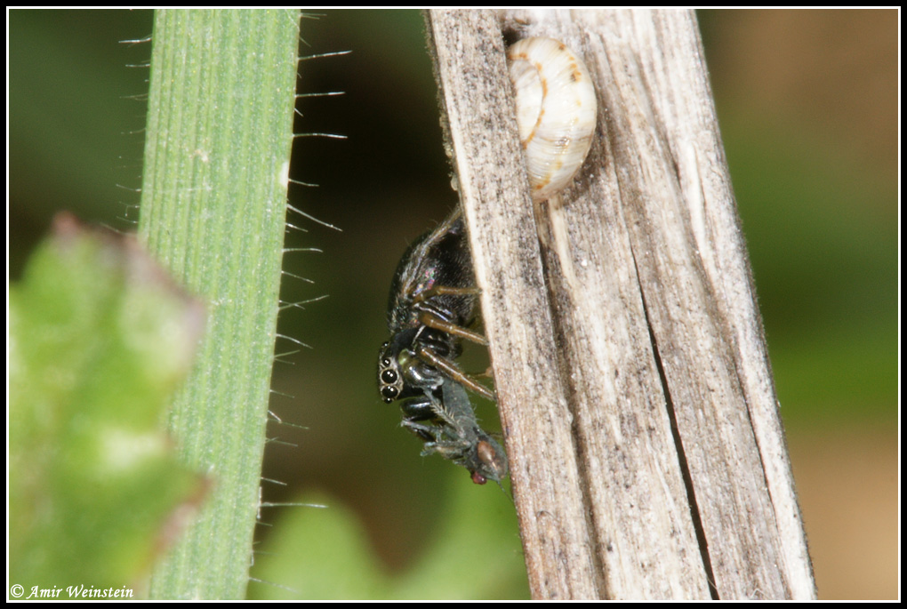 Araneae d''Israele